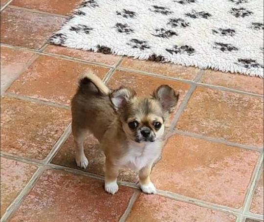 Des embruns de la lande celte - Chiot disponible  - Chihuahua