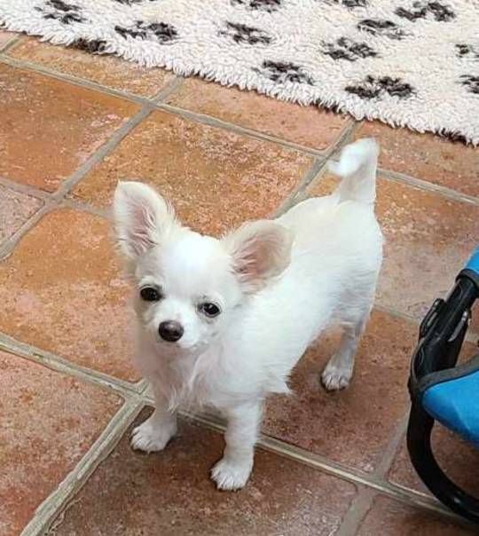 Des embruns de la lande celte - Chiot disponible  - Chihuahua